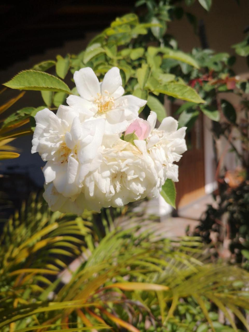 Belle Amie Self Catering La Digue Exterior foto